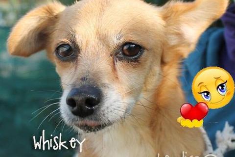 Whiskey